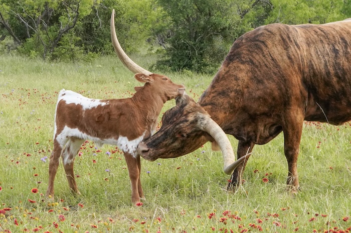 Texas longhorn cow and calf