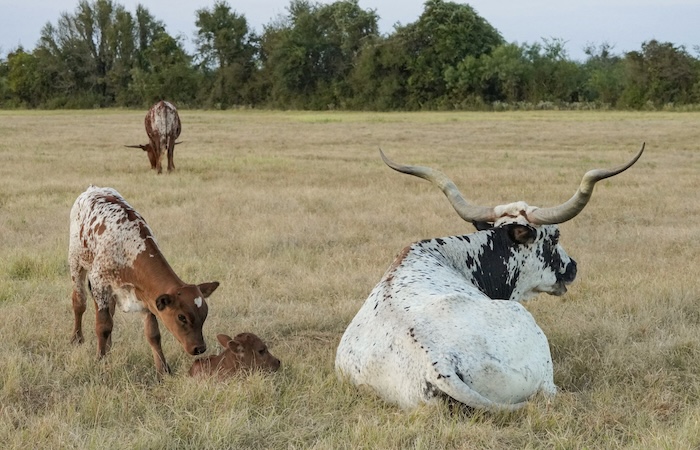 Texas longhorn calf management tips