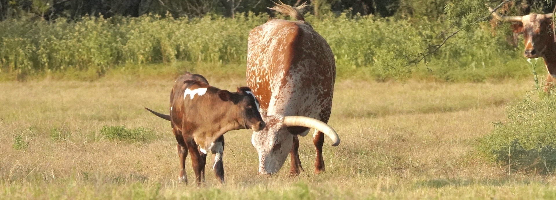 Texas longhorn calf management tips