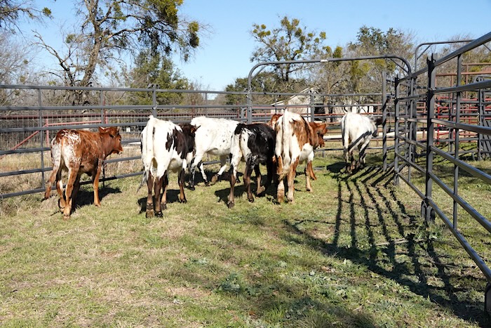 longhorn calves
