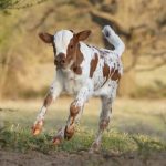 longhorn calf print
