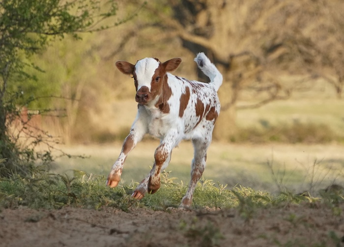 longhorn calf print