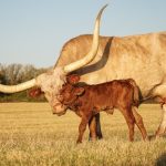 Texas longhorn calf and cow