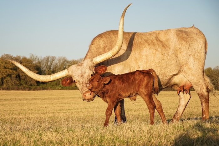 Texas longhorn calf and cow