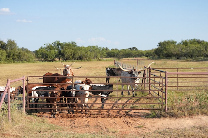 Texas longhorn calf management tips