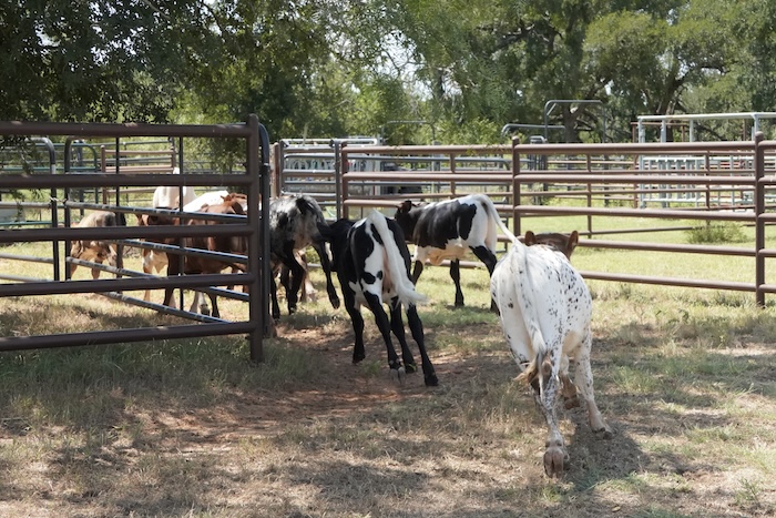 Texas longhorn calf management