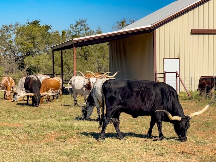 Texas longhorn calf management