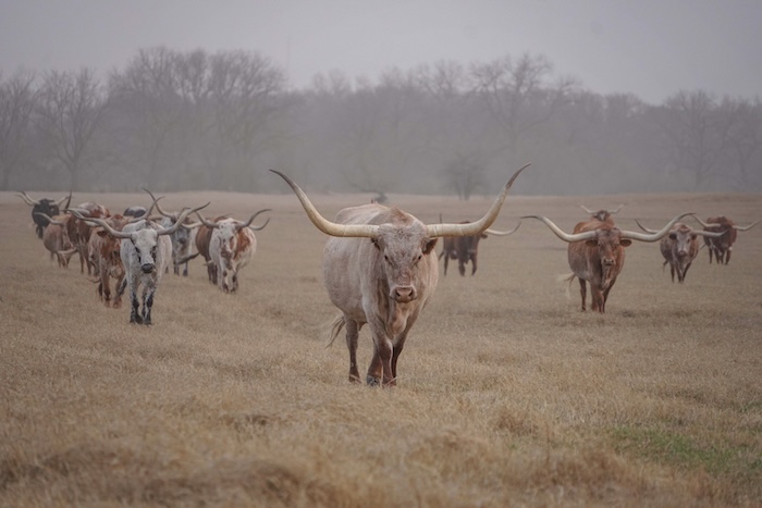 Texas longhorn cattle print