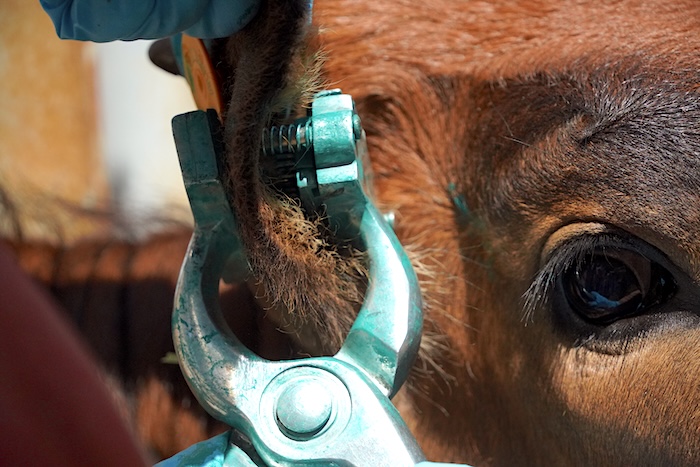 Texas longhorn calf management tips