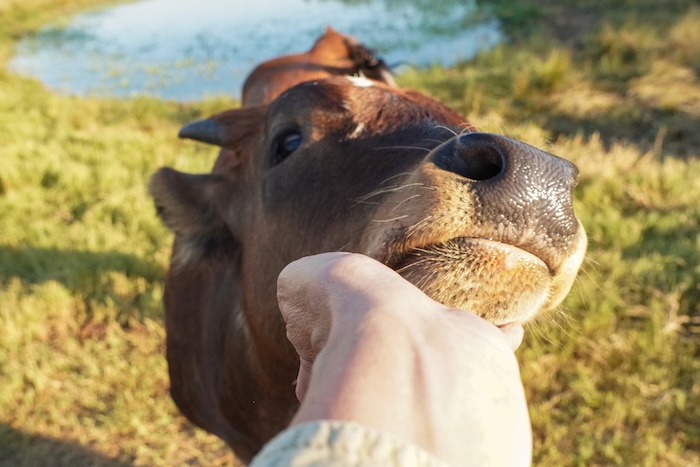 longhorn calf management