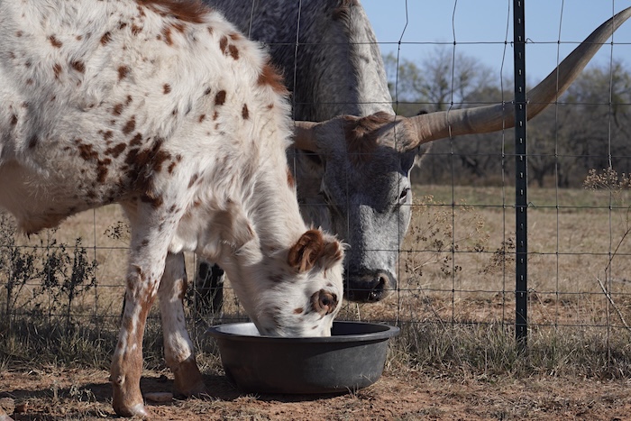 longhorn calf management tips