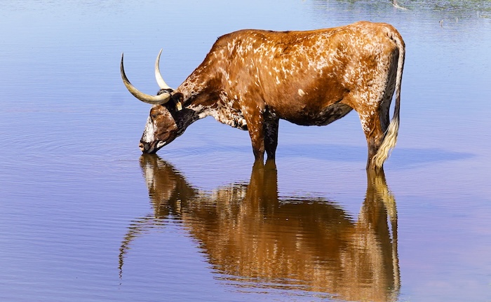 Texas longhorn wall art