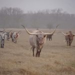 Texas longhorn print