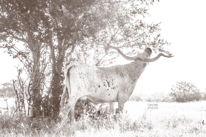 Texas longhorn print