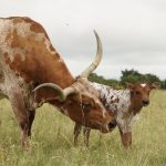 longhorn calf picture