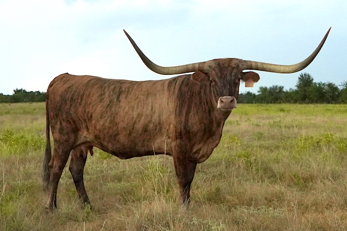 Texas longhorn wall art