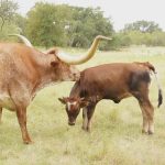 longhorns for sale