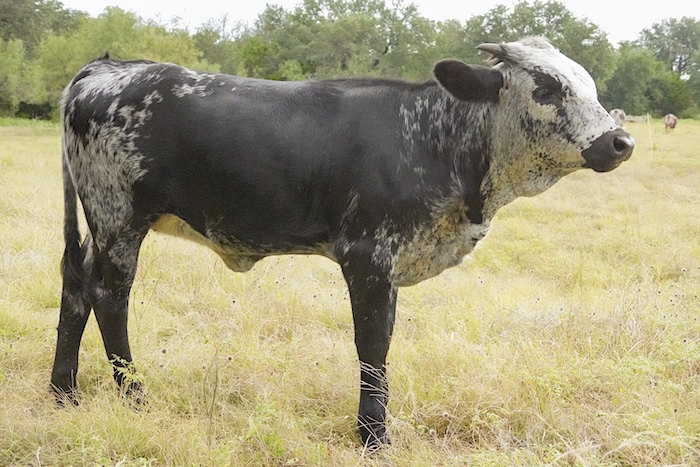 longhorn calf picture