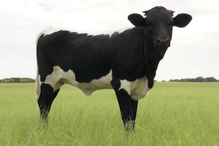 Texas Longhorn calf