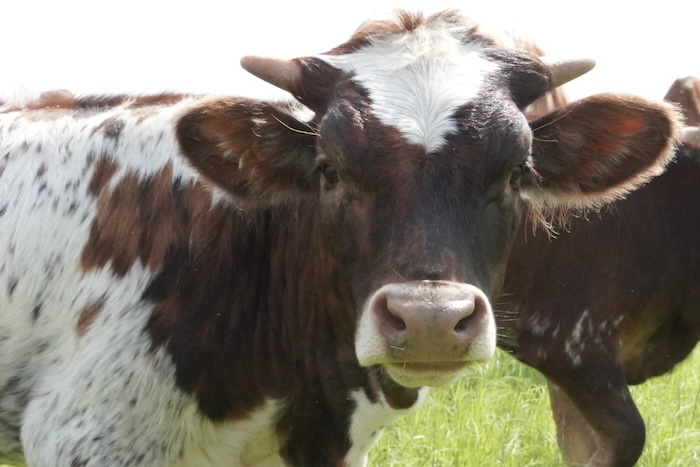 texas longhorn wall art
