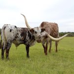 Texas longhorn wall art