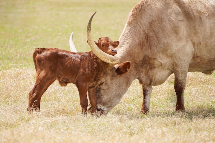 texas longhorn calf print