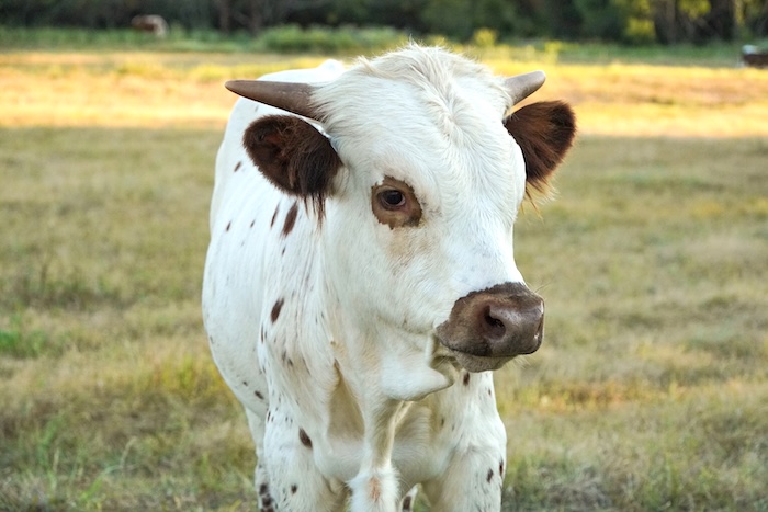 Texas longhorn