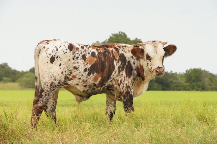 longhorn calf wall art