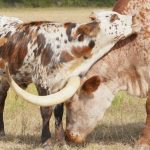 cute longhorn art