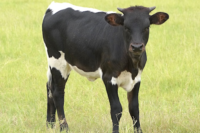 heifer calf print