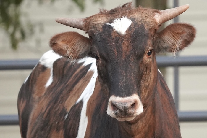 longhorn art