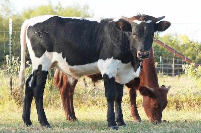 longhorn calf for sale