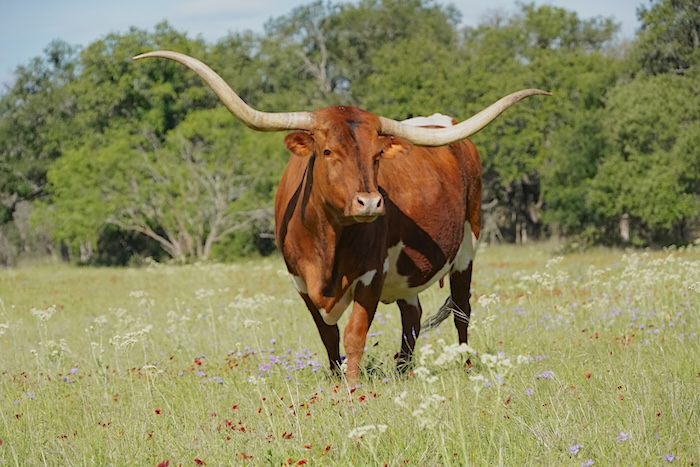 longhorn cow for sale