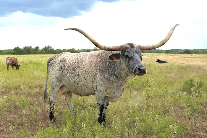 longhorn cow for sale