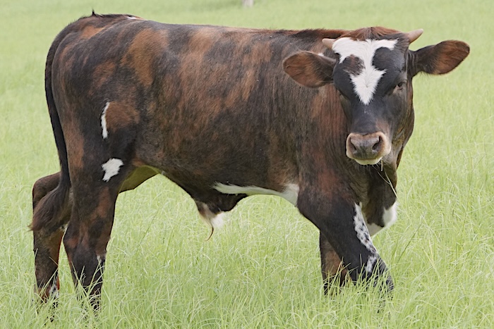 Texas longhorn art