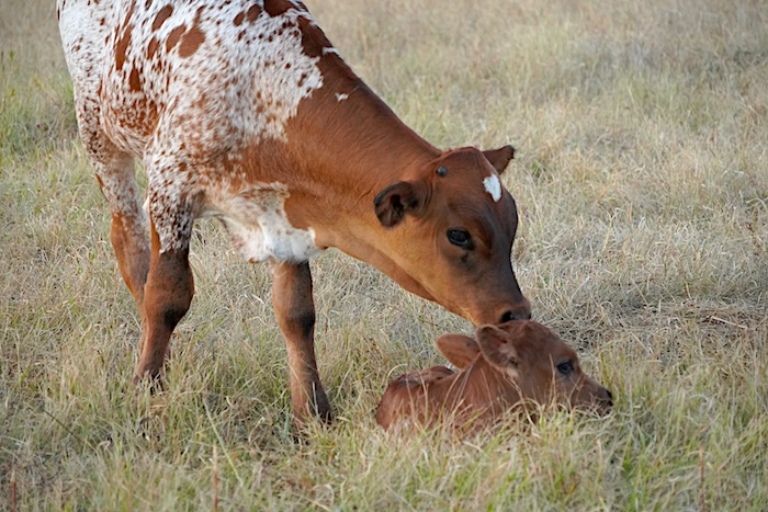 Texas Longhorn calf for sale in Texas