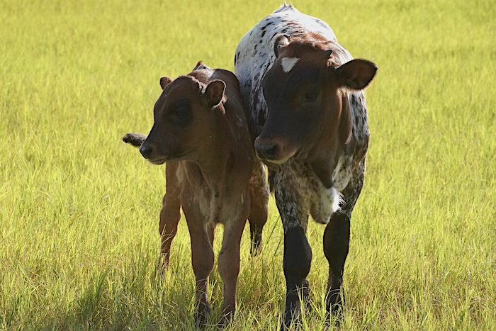 Texas longhorn calves for sale