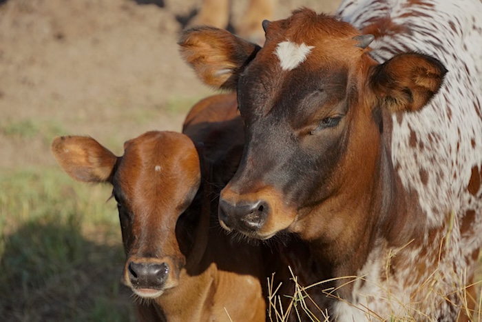Longhorn calf for sale in Texas