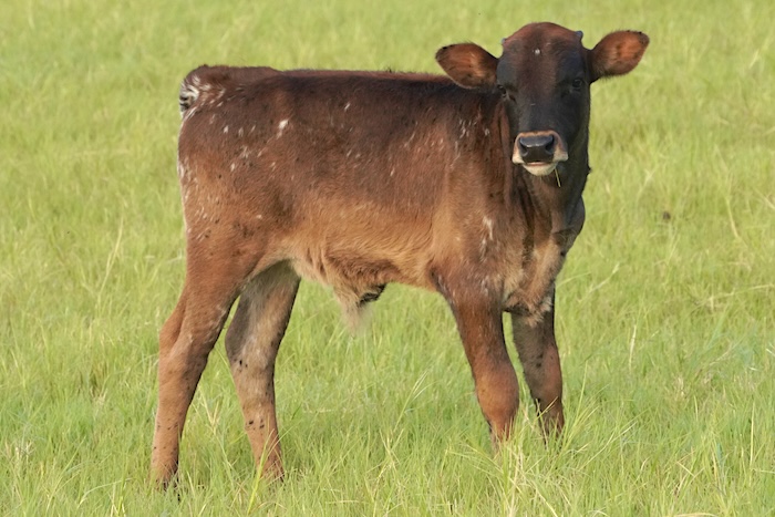 longhorn calf for sale