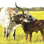 texas longhorn calf for sale in Texas