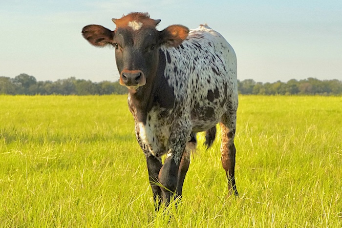 market Texas Longhorn Cattle
