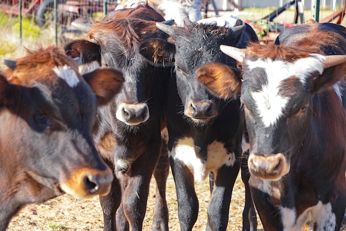 longhorn calves for sale in Texas