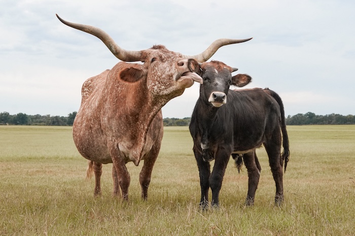 Texas longhorns for sale