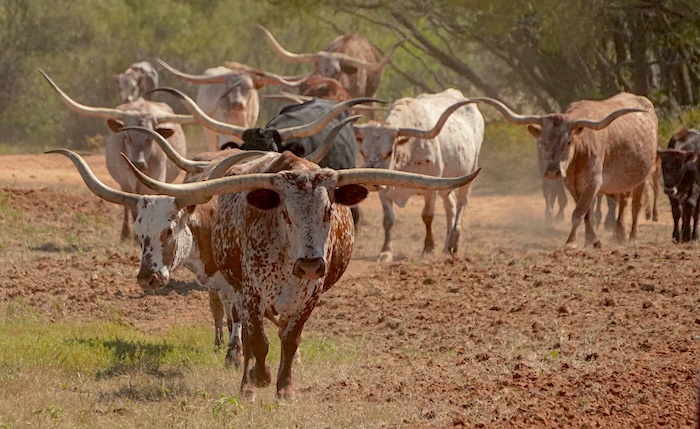 market Texas Longhorn Cattle