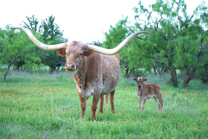 Texas Longhorn cow for sale
