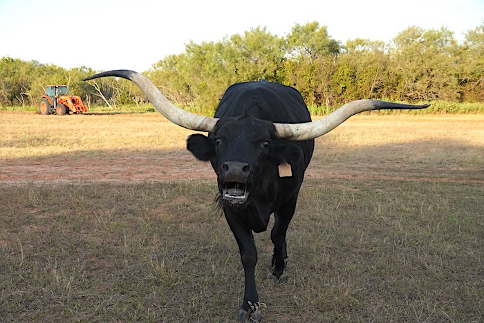 texas longhorn cow