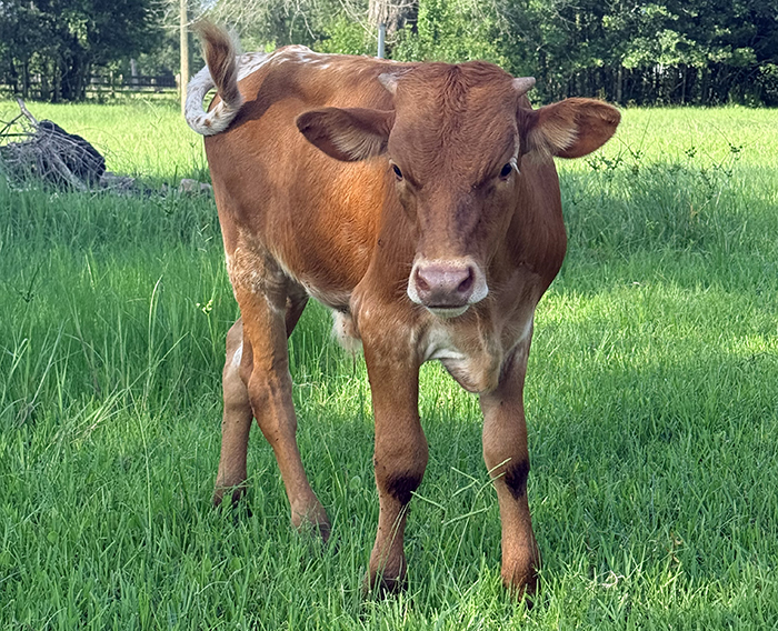 Texas longhorn calf for sale
