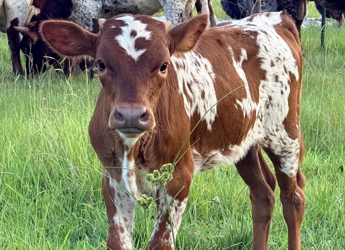 heifer for sale