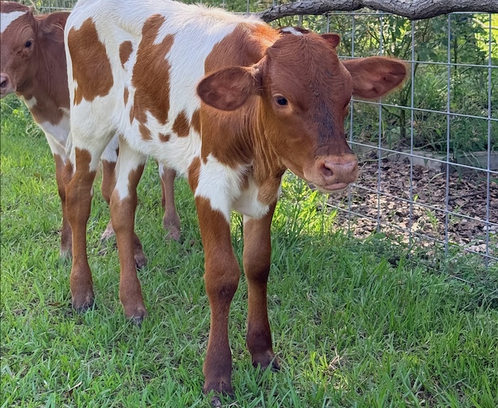 texas longhorn heifer for sale