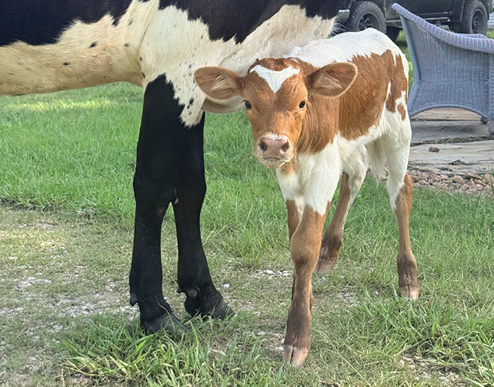 texas longhorn calf